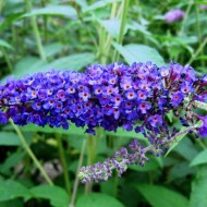 Liliac de vara-Buddleja Davidii Empire Blue