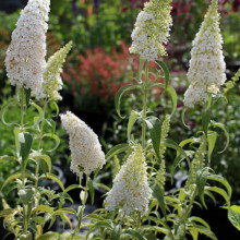 Liliac de vara-Buddleja Davidii White
