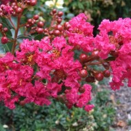 Liliac Indian-Lagerstroemia Indica Rubra