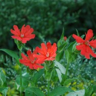 Lychnis x Haageana