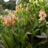 ﻿Macris Red veined-Rumex Sanguineus