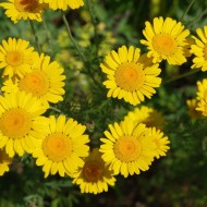 Musetel galben-Anthemis tinctoria