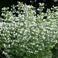 Nepeta cataria white-Catusnica