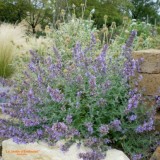 Nepeta mussini-Catmint