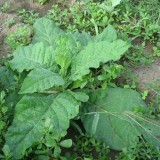 ﻿Nicotiana-Regina noptii alba