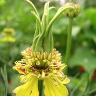 Nigella Orientalis Transformer