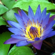 Nufarul Blue-Nymphaea Caerulea