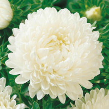 Ochiul boului-Callistephus chinensis Paeony White