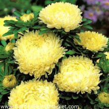 Ochiul boului-Callistephus chinensis Paeony Yellow