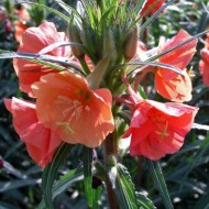 Oenothera Versicolor Sunset Boulevard