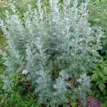 Pelin Alb-Artemisia absinthium
