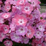 Phlox Drummondii Leopoldii