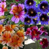 Salpiglossis sinuata mix