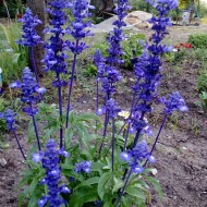 Salvia Farinacea Victoria Blue