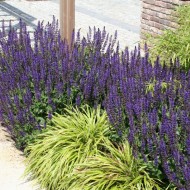 Salvia Nemerosa