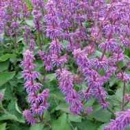 Salvia Verticillata Purple Rain