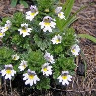 Silur-Euphrasia rostkoviana