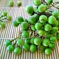 Solanum torvum-Vinete mazare
