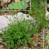 Sorbestrea-Sanguisorba minor