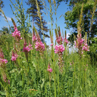 Sparceta-Onobrychis Viciifolia