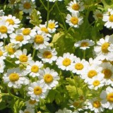 Spilcuta-Tanacetum parthenium
