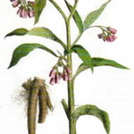 Tataneasa-Symphytum officinale