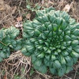 Tatsoi green