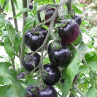 Tomate cherry Indigo Rose