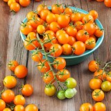 Tomate cherry Sungold F1