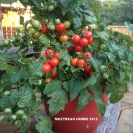 Tomate cherry Tiny Tim