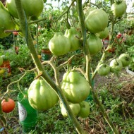 Tomate Coeur d'Albenga