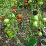 Tomate Green Zebra