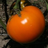 Tomate Orange