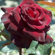 Trandafir Black Baccara
