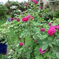 Trandafir de dulceata Rose de Rescht