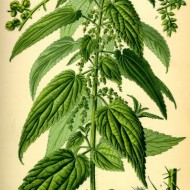 Urzica-Urtica dioica