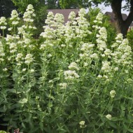 Valeriana alba-Centranthus ruber