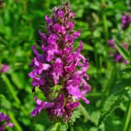 Vindecea-Stachys officinalis