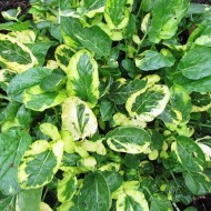 Winter Cress-Barbarea Vulgaris Variegata