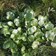 Winter Cress-Barbarea Vulgaris