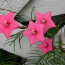 Zorele-Ipomoea Cardianal Climber Pink