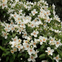  Iasomie Philadelphus Belle Etoile