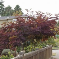 Albizia Julibrissin Summer Chocolate