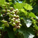 Arborele Printesei-Paulownia tomentosa