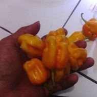 Ardei iute Habanero Mme Jeanette