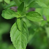 Busuiocul cerbilor-Mentha pulegium