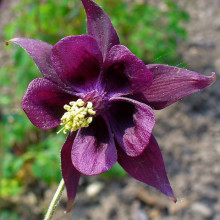 Caldarusa-Aquilegia Atrata