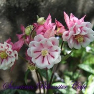 Caldarusa-Aquilegia vulgaris Pink Petticoat