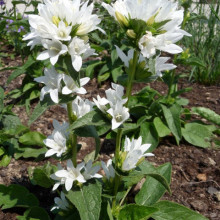 Campanula Glomerata Alba 