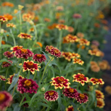 Carciumareasa Mexicana-Zinnia Haageana